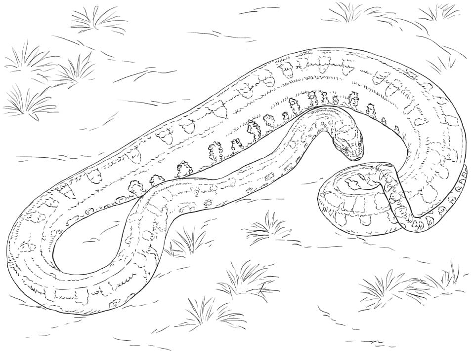 Anaconda Coloring Pages - Free Printable Coloring Pages for Kids