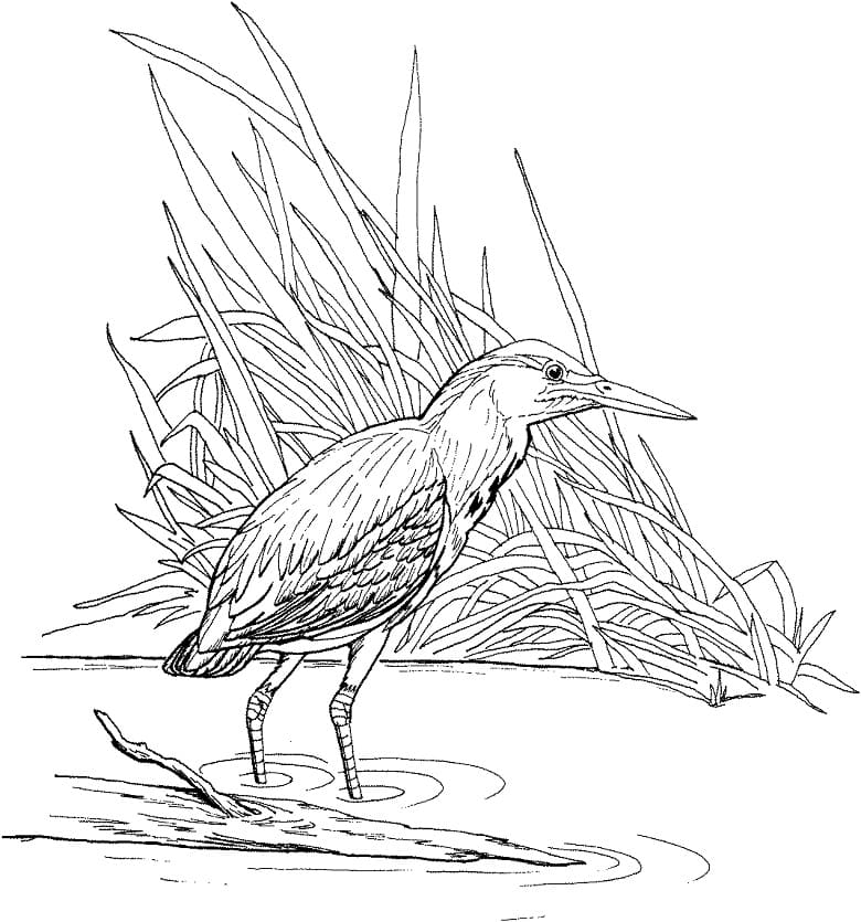 Heron 3 Coloring Page - Free Printable Coloring Pages for Kids