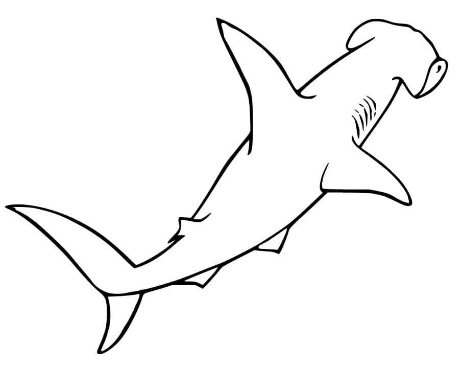 Hammerhead Shark 1