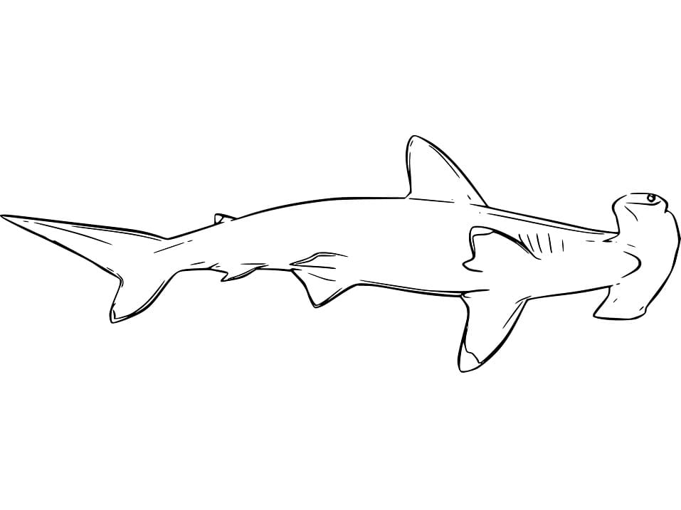 cute hammerhead shark coloring page