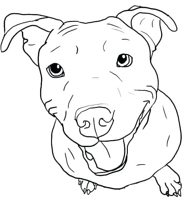 A Pitbull Coloring Page - Free Printable Coloring Pages for Kids