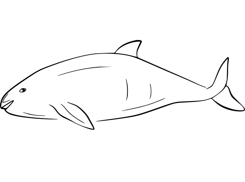 Harbour Porpoise Coloring Page - Free Printable Coloring Pages for Kids