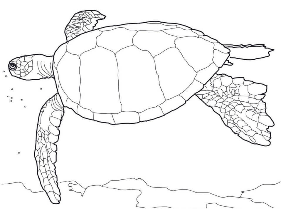 free hawaii coloring book pages