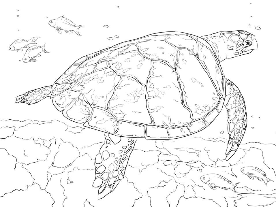 Hawksbill Sea Turtle Coloring Page Free Printable Coloring Pages For Kids