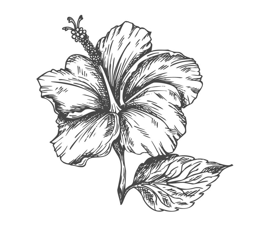 Hibiscus Flower 4