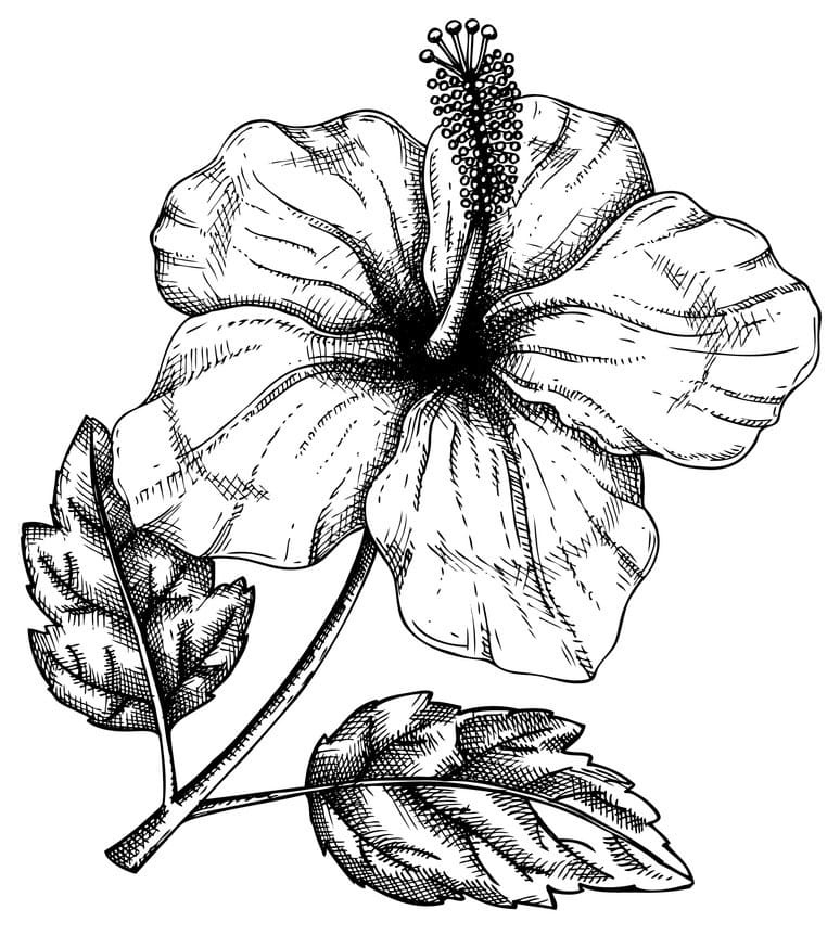 Hibiscus Flower 7 Coloring Page - Free Printable Coloring Pages for Kids