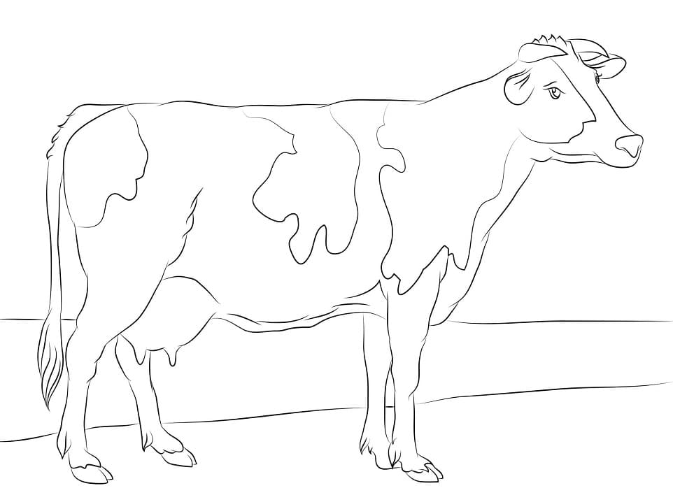 Holstein Cow Coloring Page - Free Printable Coloring Pages for Kids