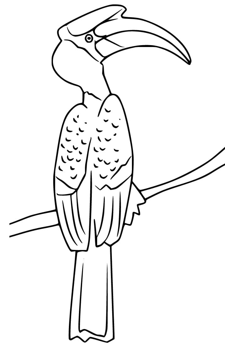 Hornbill on a Branch