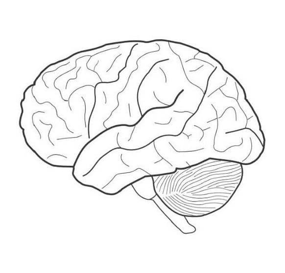 Brain Coloring Page For Kids
