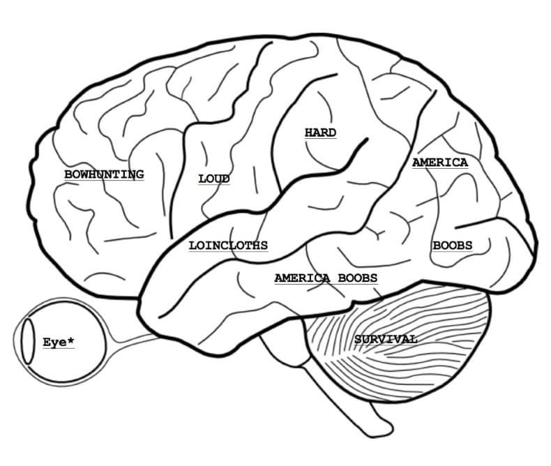 Human Brain 8