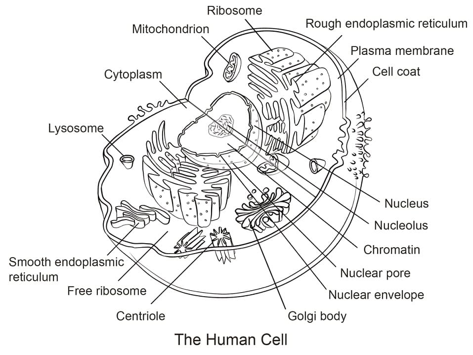 Drawing Of A Human Cell