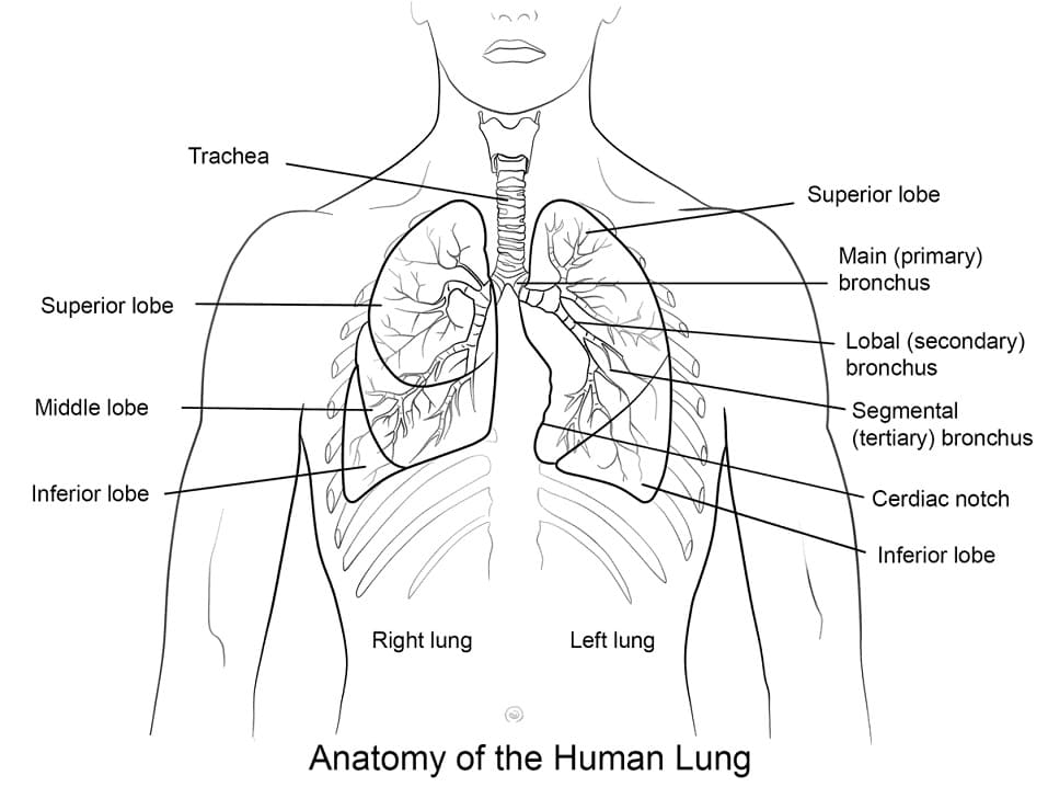 human lungs coloring pages