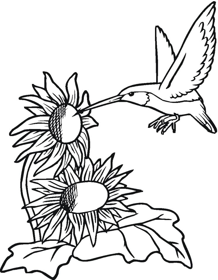 Hummingbird With Sunflowers