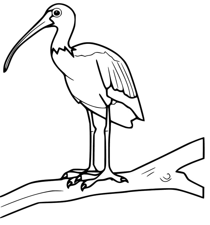 Ibis Coloring Page