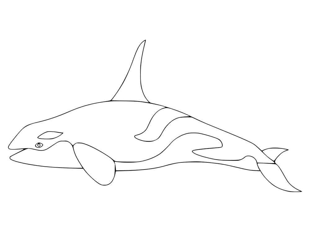 Killer Whale to Color