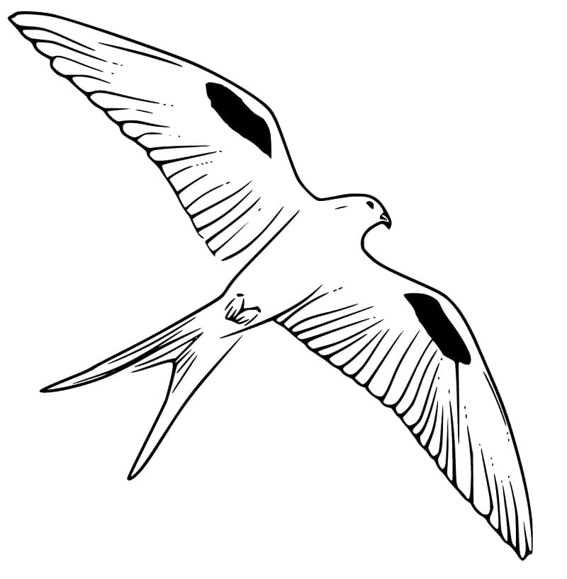 Kite Bird coloring pages - Free Printable