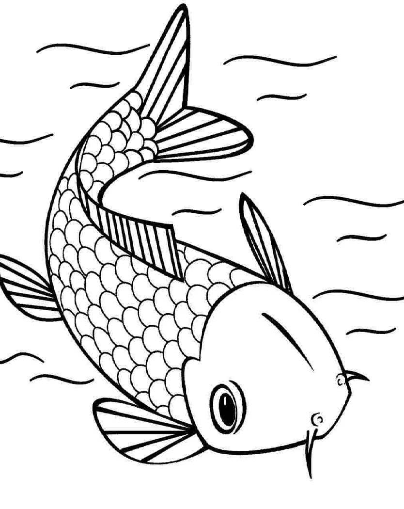Koi fish Swimming
