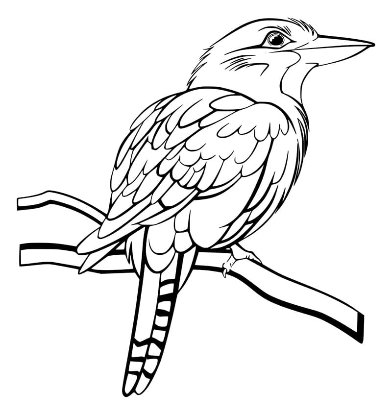 Kookaburra Colouring Page Sketch Coloring Page