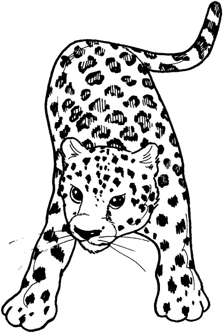 Leopard Print Coloring Page