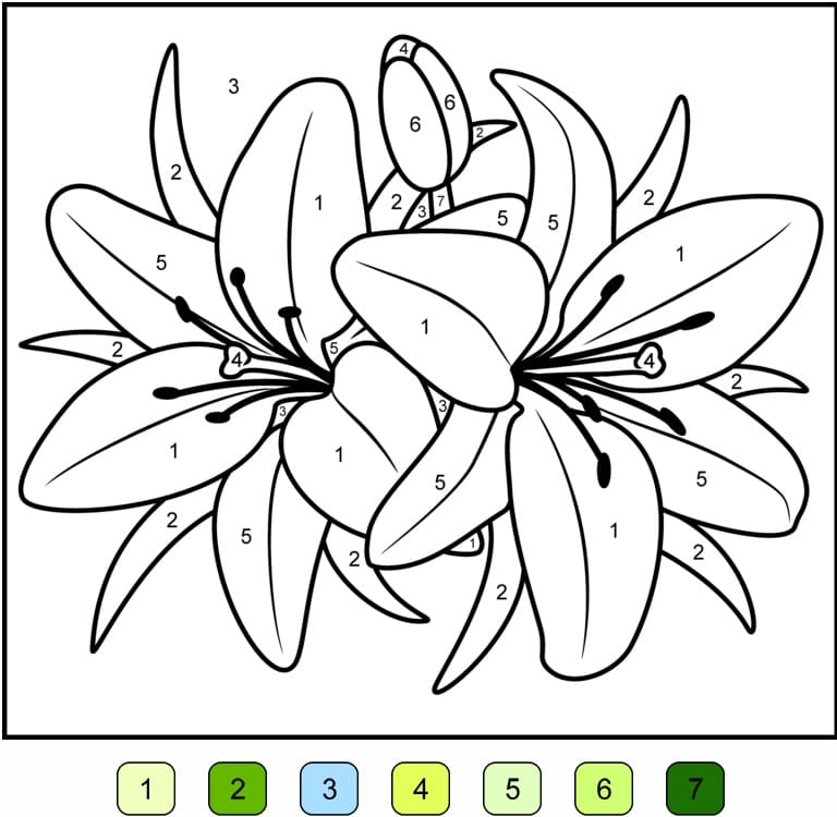 Lily Flower Color by Number
