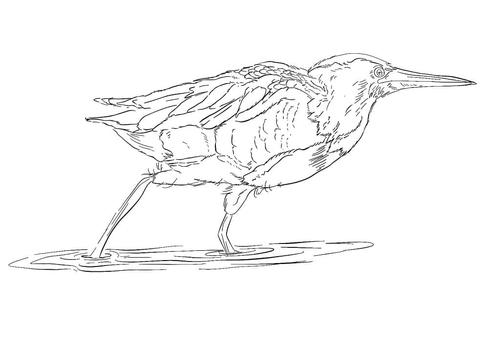 Bittern on Branch Coloring Page - Free Printable Coloring Pages for Kids