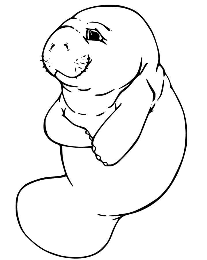 Florida Manatee Coloring Page - Free Printable Coloring Pages for Kids