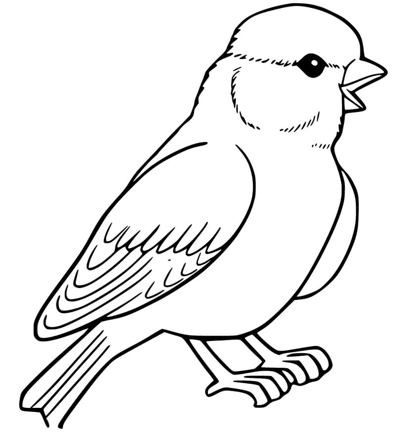 Little Sparrow Coloring Page Free Printable Coloring Pages For Kids