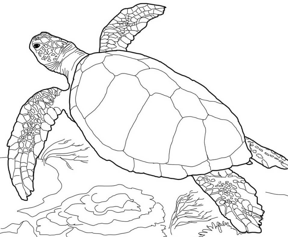Loggerhead Sea Turtle.