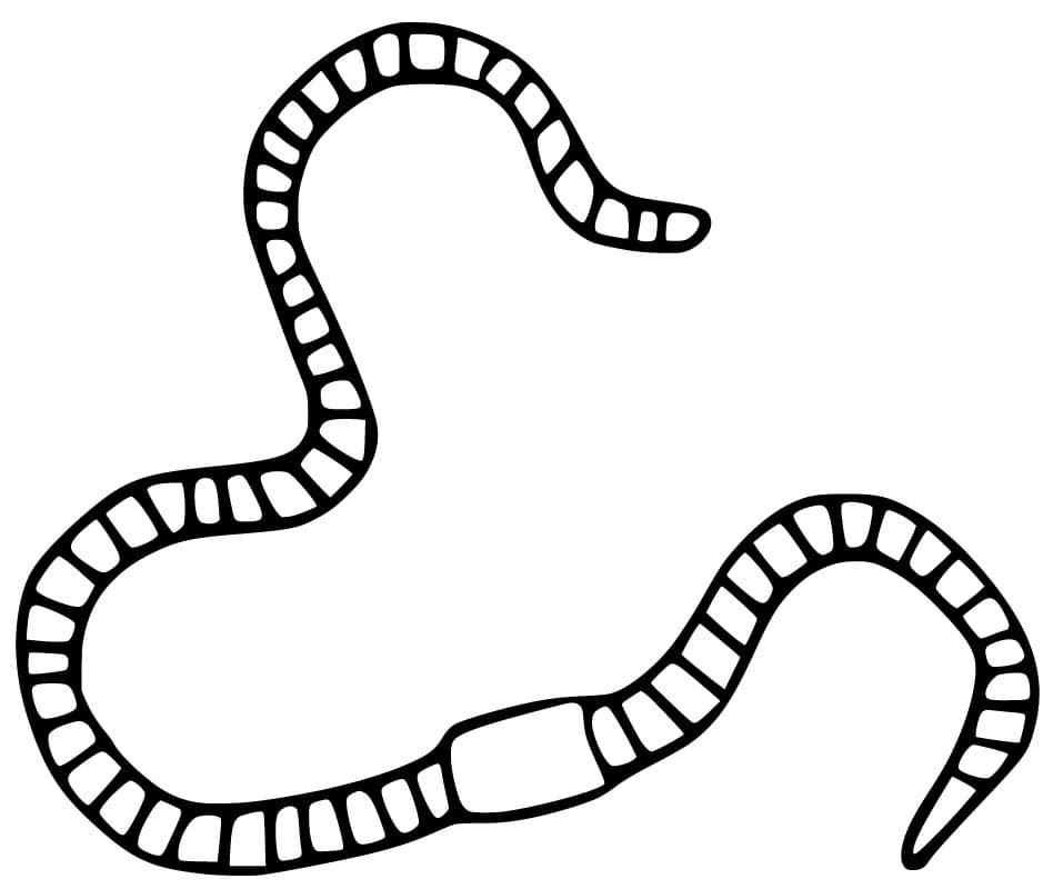 Long Earthworm