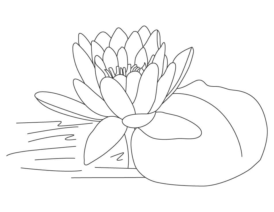 Lotus Printable