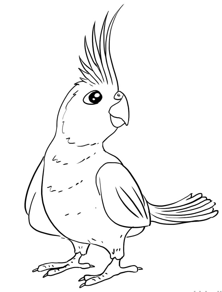 Cockatiel Coloring Page Sample Coloring Pages Bird Coloring Pages | My ...