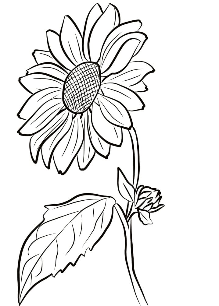 Lovely Sunflower
