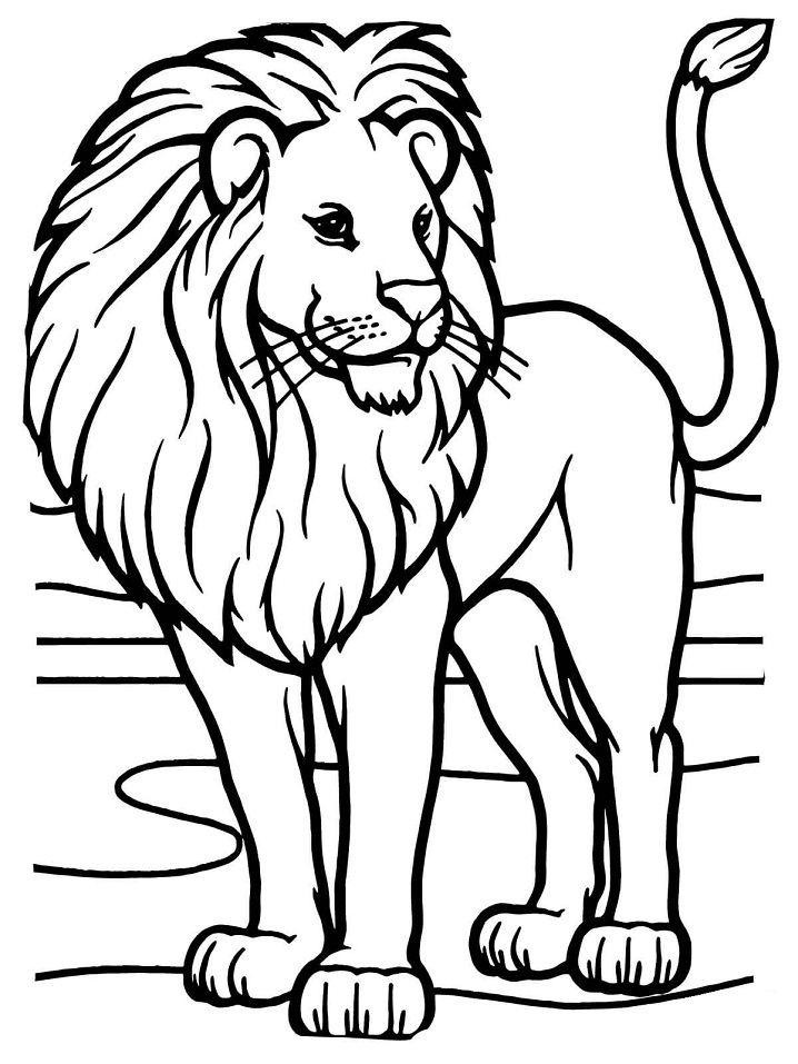African Lion Coloring Page - Free Printable Coloring Pages Kids