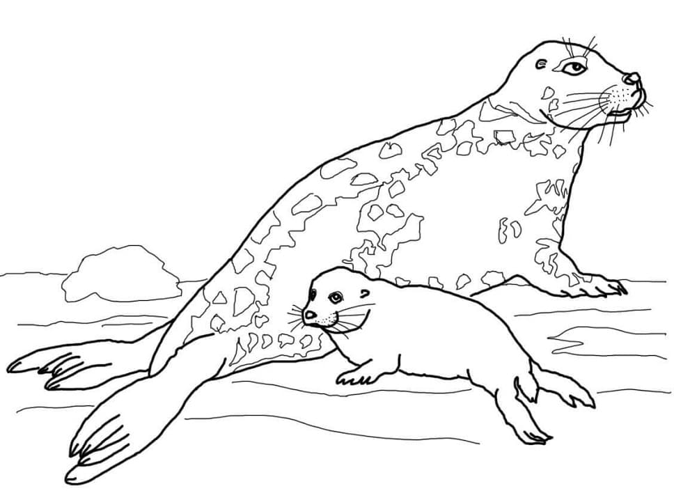 Mother and Baby Gray Seal