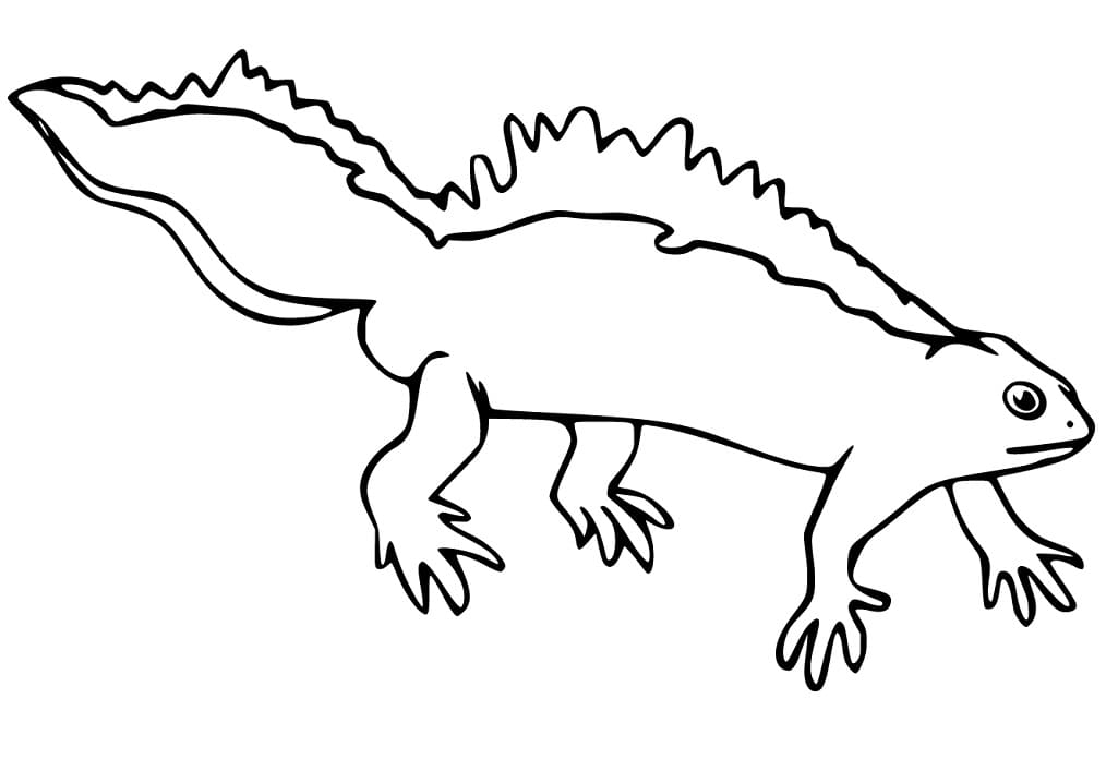 Newt 1 Coloring Page - Free Printable Coloring Pages for Kids