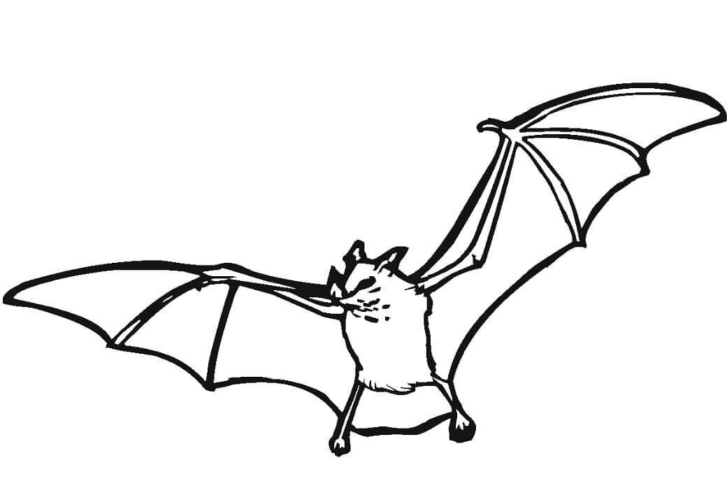 Normal Bat