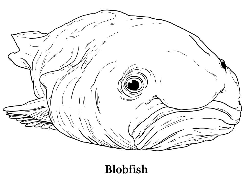 Normal Blobfish