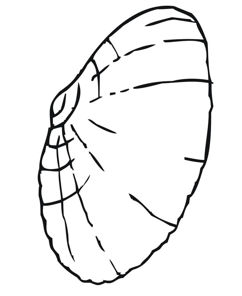 Normal Clam Shell Coloring Page - Free Printable Coloring Pages for Kids