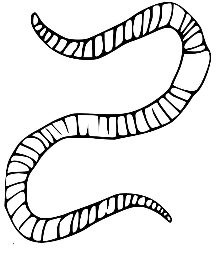 Normal Earthworm