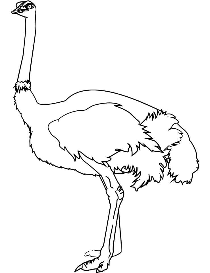 Normal Ostrich - Coloring Pages