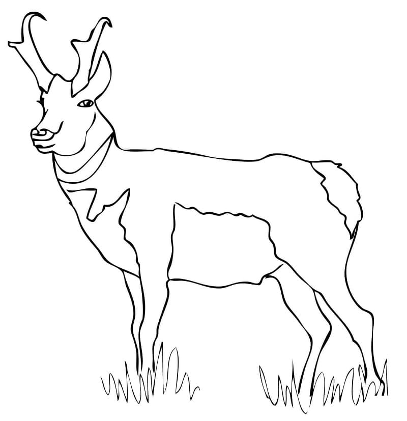 Free Pronghorn Coloring Page - Free Printable Coloring Pages for Kids