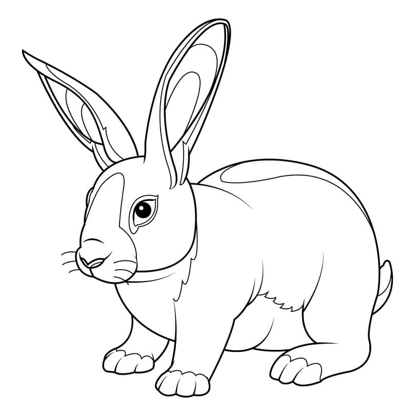 Normal Rabbit