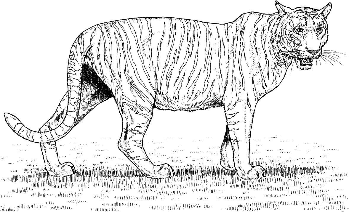 Normal Tiger