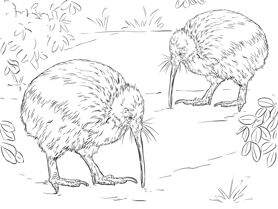 kiwi coloring pages
