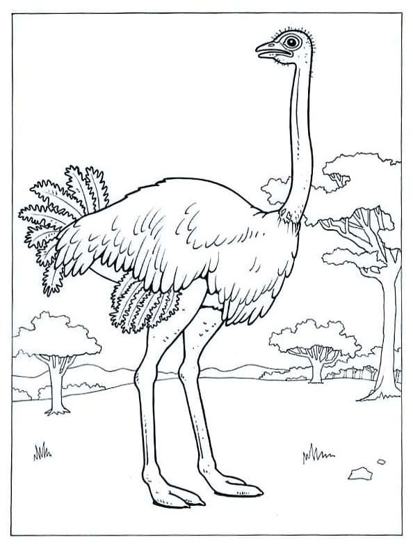 Ostrich 8 Coloring Page - Free Printable Coloring Pages for Kids
