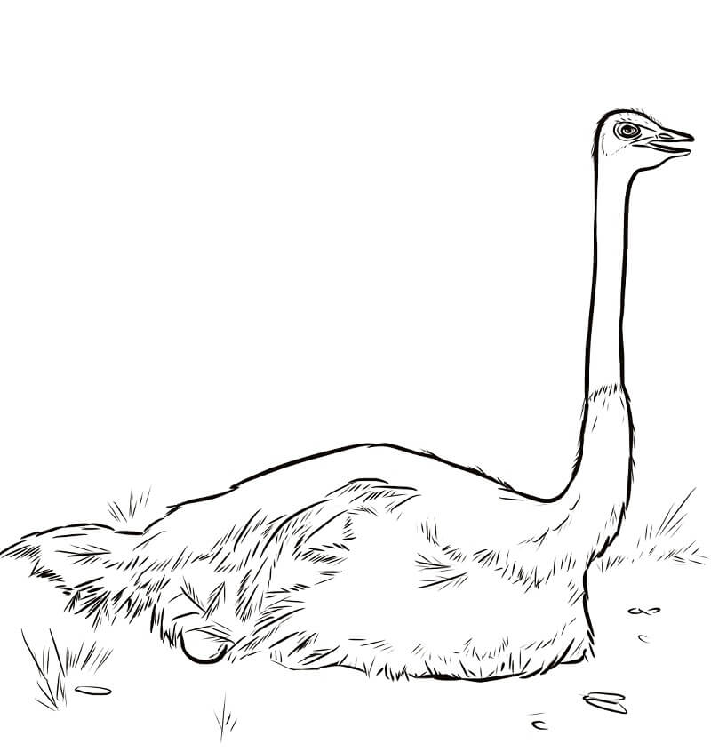 Ostrich Nesting Coloring Page - Free Printable Coloring Pages for Kids