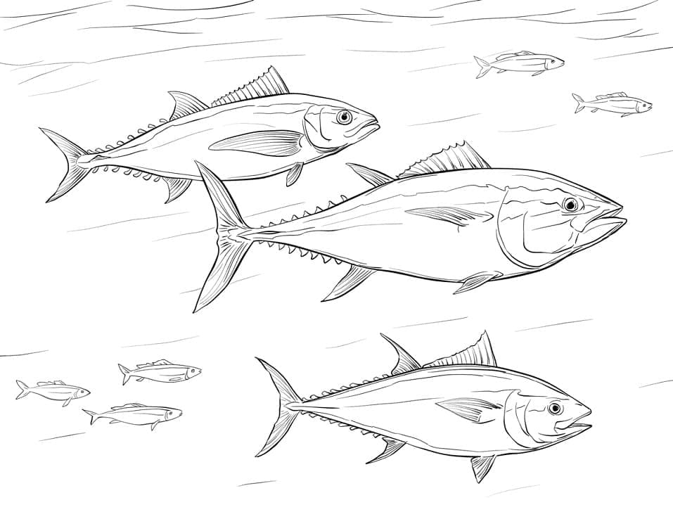 Pacific Bluefin Tuna Shoal