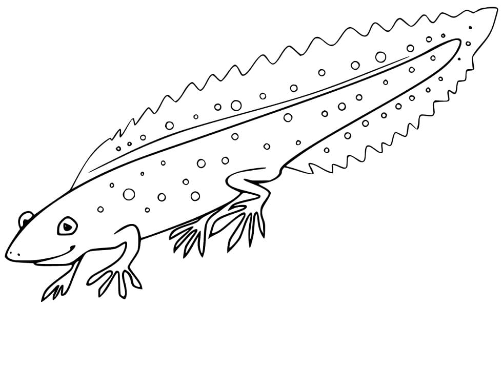 Cartoon Newt Coloring Page - Free Printable Coloring Pages for Kids