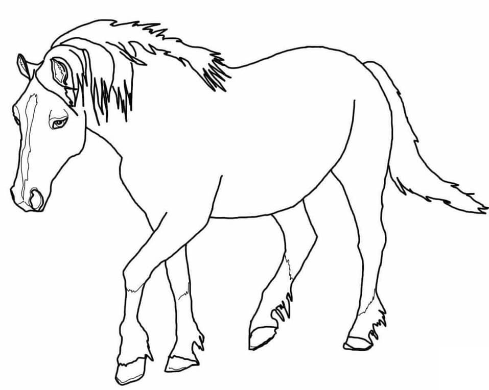Palomino Welsh Horse
