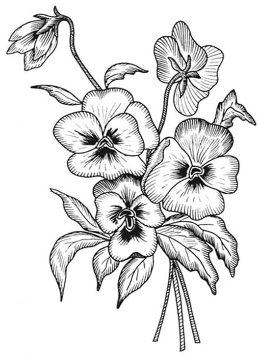 Pansy Coloring Pages - Free Printable Coloring Pages for Kids